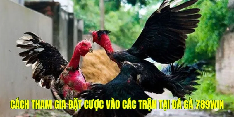 Cách tham gia đặt cược vào các trận đấu hấp dẫn tại đá gà 789Win