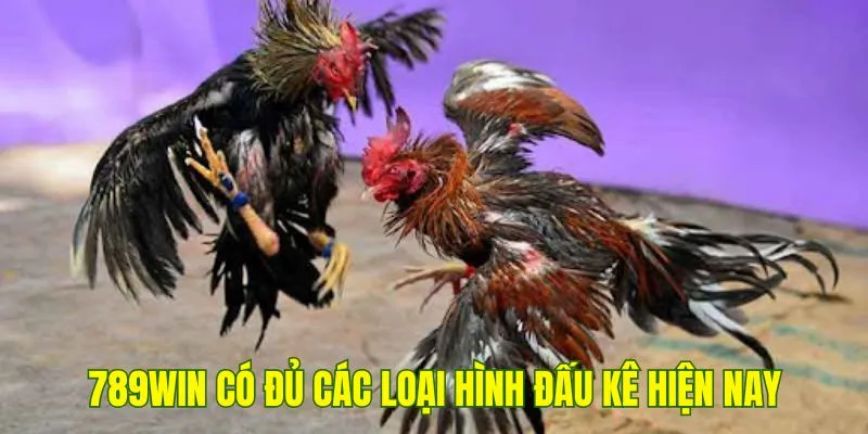 789Win có đủ các loại hình đấu kê hiện nay