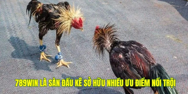 789Win là sàn đấu kê sở hữu nhiều ưu điểm nổi trội