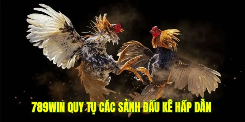789Win quy tụ các sảnh đấu kê hấp dẫn từ những nhà cung cấp hàng đầu